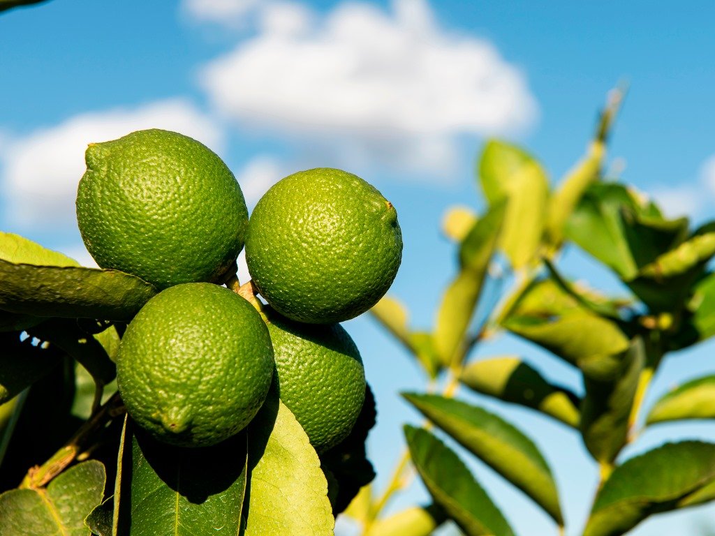 Limones de limon campeche